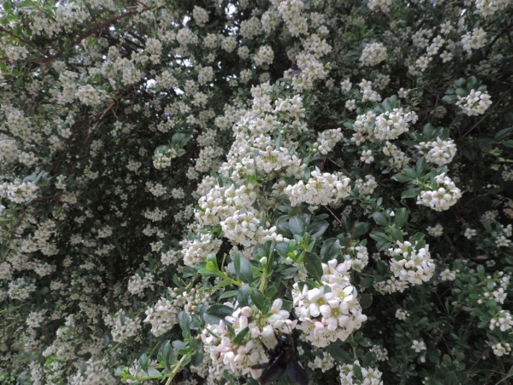 Cespuglio a fiori bianchi